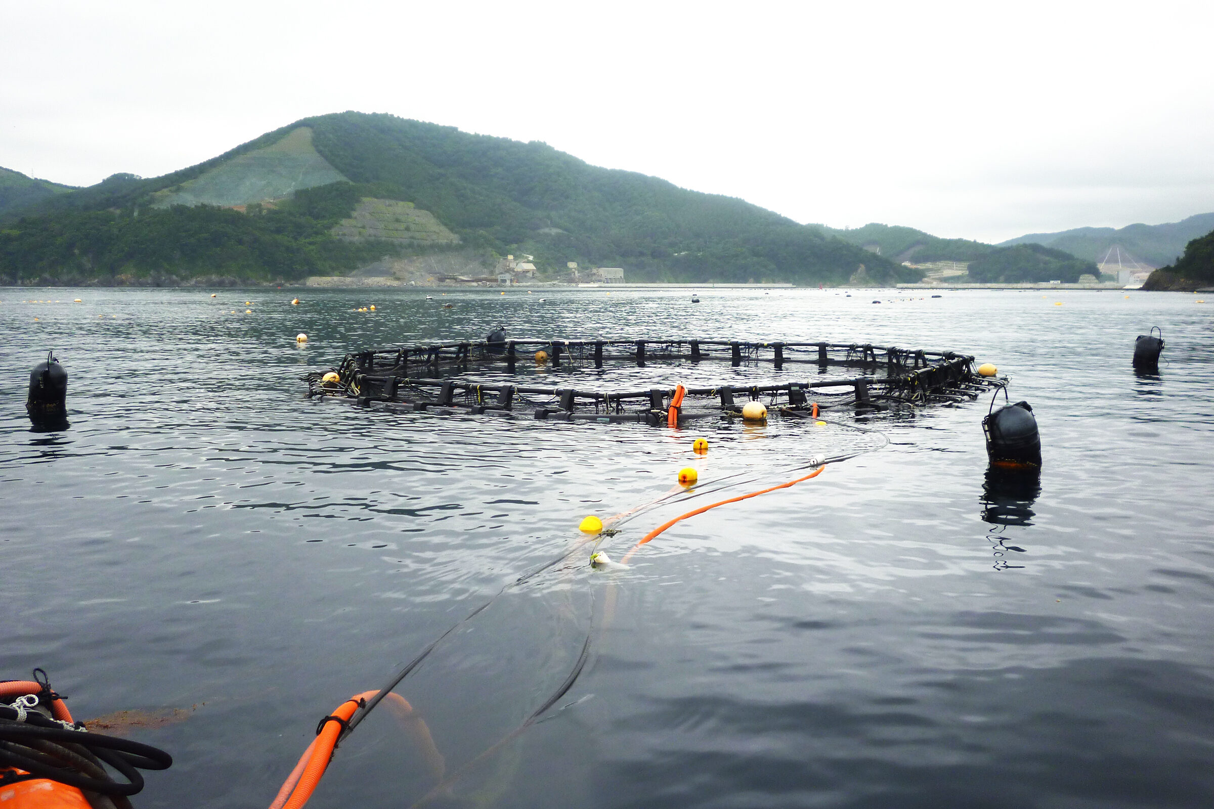 まわりの海洋生物にも最高の生息地を与える「いけす」北澤大輔研究室