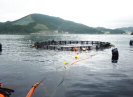 まわりの海洋生物にも最高の生息地を与える「いけす」北澤大輔研究室