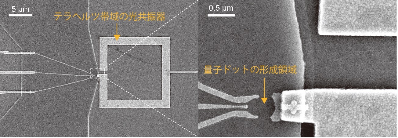 半導体基板上に作製した量子ドットとテラヘルツ帯域の光共振器の結合系試料の写真。右側の拡大写真に見える、3本の電極と共振器と間に量子ドットを形成する　提供：黒山 和幸 研究室