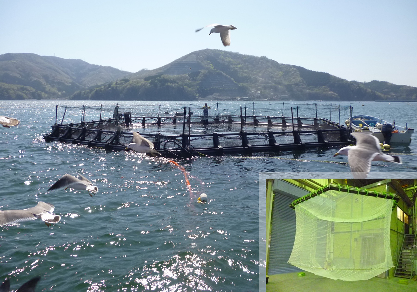 浮沈式生簀。ポリエチレン製の枠で構成される一般的な生簀を対象として、ポリエチレンパイプ内の可撓性ホース(=しなやかにたわむホース)への給排気によって、生簀を浮沈させることができる。宮城県女川での実証実験では、水温が低い深度10~20m付近でギンザケを養殖し、養殖期間の長期化と出荷調整に成功。提供:北澤 大輔 研究室