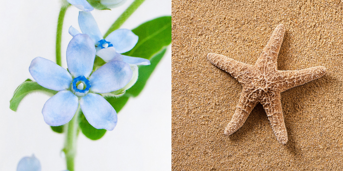 5回対称性を持つもの。自然界では、花弁やヒトデなど、随所に見られる。
