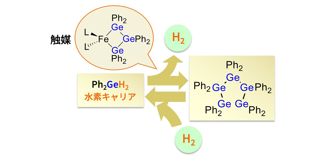 ゲルマニウム(Ge)と水素の化合物(Phはフェニル基(C6H5))を水素キャリアとして、水素を貯蔵する。右向きの反応によって水素が取り出せ、左向きの反応によって水素が貯蔵できる。その反応の触媒として、「貴金属フリー」の、鉄とゲルマニウムの化合物を利用する。ただしゲルマニウムは高価なため、現在、砂田教授は、代わりにケイ素を使った方法の開発も進める。ケイ素の場合、水素の発生にやや加熱が必要となるが、それでも300℃と比べるとかなりの省エネとなる。 提供:砂田 祐輔 研究室