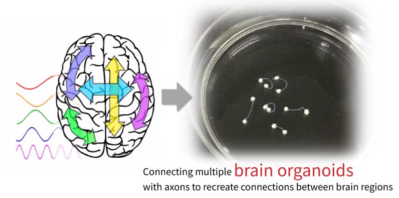 Credit: Yoshiho Ikeuchi Laboratory